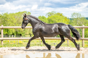 Magnifique cheval de race frison dans un élevage 