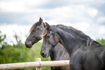 Fototapeta premium Magnifique cheval de race frison dans un élevage 