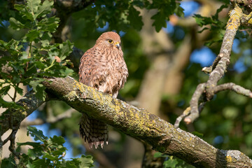 Female common kestrel