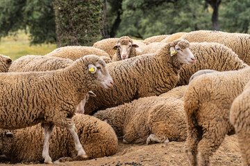 Obraz premium flock of sheep Merina from Grazalema in typical pasture, near Valverde del Camino, Campiña Andévalo Commonwealth,, Huelva, Andalusia, Spain