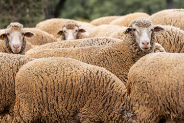 flock of sheep Merina from Grazalema in typical pasture, near Valverde del Camino, Campiña...
