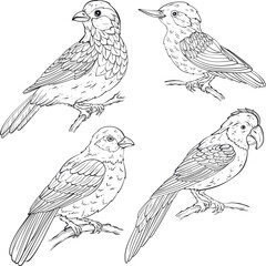 Fototapeta premium Set of birds types, line art vector illustration