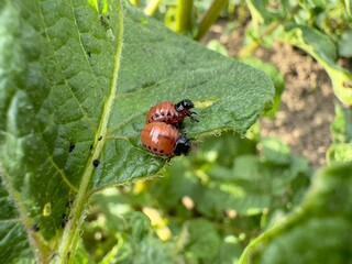 colorado bug