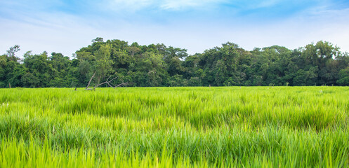 Fototapeta premium Grass and blue sky