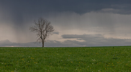 a lonely bare tree in a meadow with dark clouds and in the beginning of rain