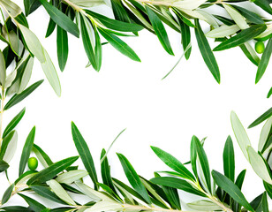 Fototapeta premium Horizontal rectangular frame with olive branches going towards the center, on a white background, copy space