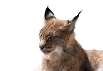 Eurasian Lynx in front isolated on a white background