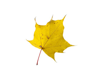 Maple leaf as an autumn symbol on an isolated white background
