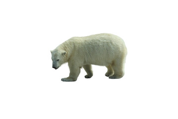 Park bench isolated on a white background