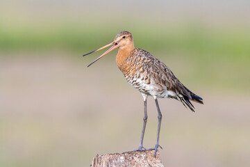 Blaik tailed Godwit