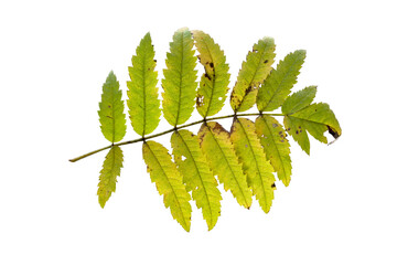 Rowan Sorbus aucuparia leaf isolated on white background