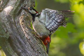 Great spotted woodpecker - Dendrocopos major landing on tree with spred wings at  green background. Photo from Park in Radojewo close to Poznan in Poland.