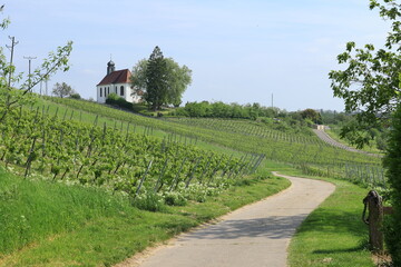 Blick über weinberge auf die St. Dionysius Kapelle in Gleiszellen Gleishorbach