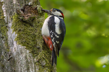 Great spotted woodpecker - Dendrocopos major on tree with green background. Photo from Park in Radojewo close to Poznan in Poland.