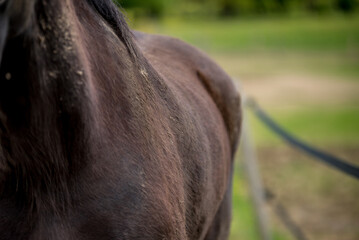 Magnifique cheval de race frison dans un élevage 