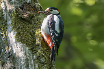 Great spotted woodpecker - Dendrocopos major  with food in beak on tree. Photo from Park in Radojewo close to Poznan in Poland.