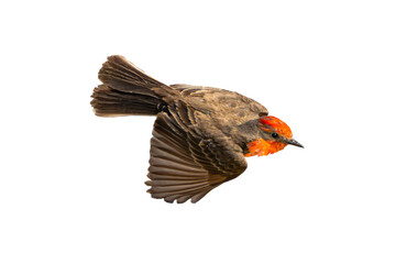 Vermilion Flycatcher (Pyrocephalus rubinus) Photo, in Flight Over a Transparent PNG Background