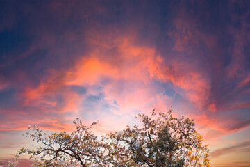 spectacular sunset and tree crowns. Cloudscape and sunset time