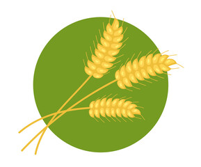 Oat wheat rice grain corn isolated concept. Vector flat graphic design illustration