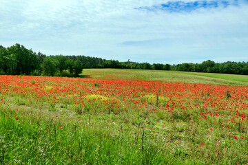 A field full of the Common Poppy (Papaver rhoeas) glowing in the early morning sun. Also known as Corn Poppy or Flanders poppy
