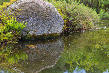 A beautiful little pond with aquatic plants.