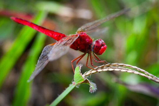 red dragonfly on a branch