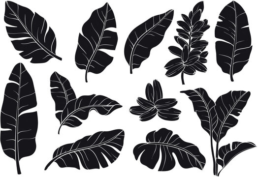 Tropical silhouettes banana palm leaves set