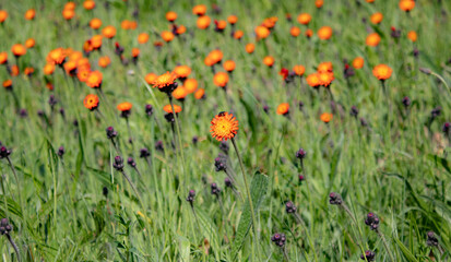 Hieracium aurantiacum