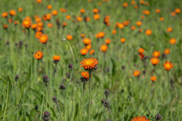 Hieracium aurantiacum