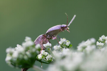 beetle on the flower