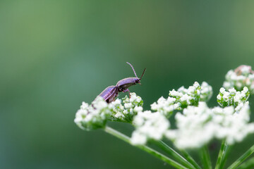 bug on a flower