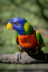 Perched elegance, a Rainbow Lorikeet portrait