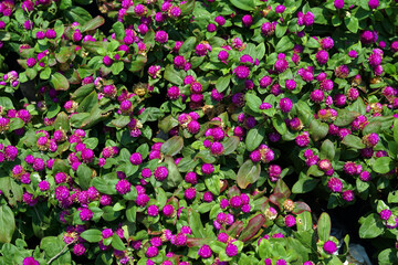 Top view of a reddish-purple Globe amaranth bush. Flowers bloom in spherical clusters with small flowers tightly packed together.