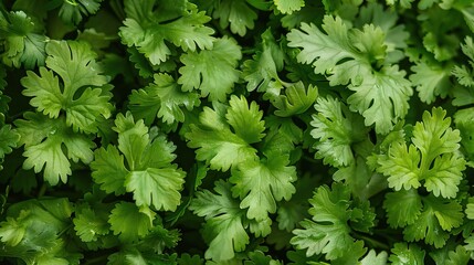 Lush Green Coriander Leaves Close-Up Background