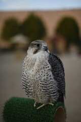 Fototapeta premium a falcon sits on top of a green chair in the desert