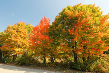 Bäume im Indian Summer