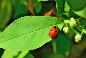 Fototapeta premium a ladybug on a green leaf with a flower bud in the background close up 