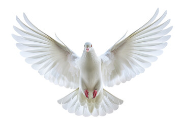 A white dove lying with wings spread wide isolated on transparent png background. White dove pigeon symbolizing peace, freedom, and purity.