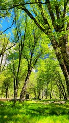 Obraz premium Yosemite Forest