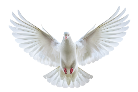 A white dove lying with wings spread wide isolated on transparent png background. White dove pigeon symbolizing peace, freedom, and purity.