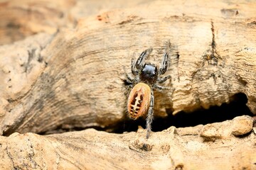 Phidippus texanus jumping spider Origin USA, Mexico, jump spider. Phidippus texanus spiders, animal arachnid group of spiders that constitute the family jumping web spider.