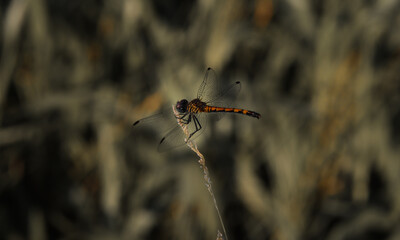 dragonfly on a branch