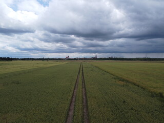 Rapsfelder vor Greifswald