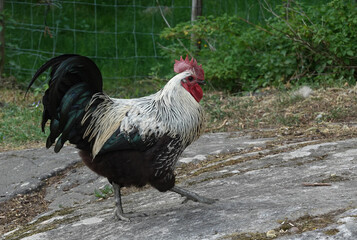 Rooster