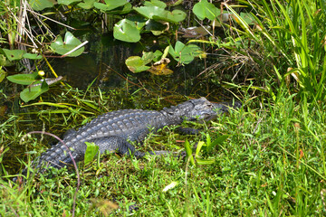 Krokodil in den Everglades