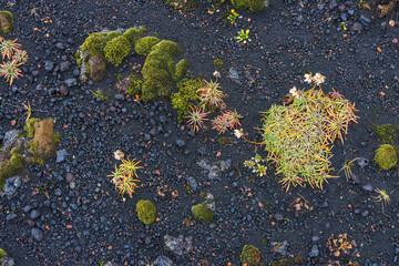 Moss and plants growing on volcanic soil in highlands