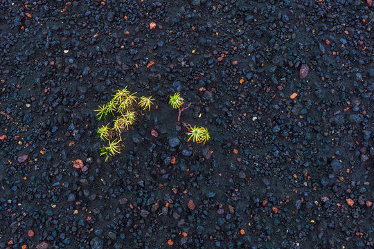 Small plants emerging from a dark volcanic soil