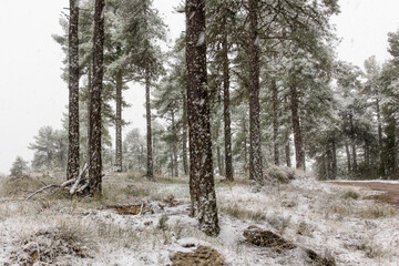 Snowy woodland scene in Sierra de Guadarrama, Spain
