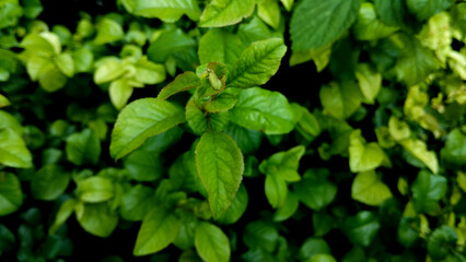 garden hedge trimming, Herb wall, plant wall, natural green wallpaper and background. nature wall. Nature background of green plant