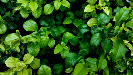 garden hedge trimming, Herb wall, plant wall, natural green wallpaper and background. nature wall. Nature background of green plant